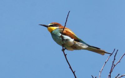 El pájaro Pam Pam y otros cuentos